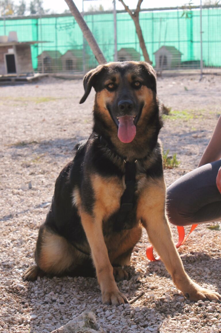 Frida (1)